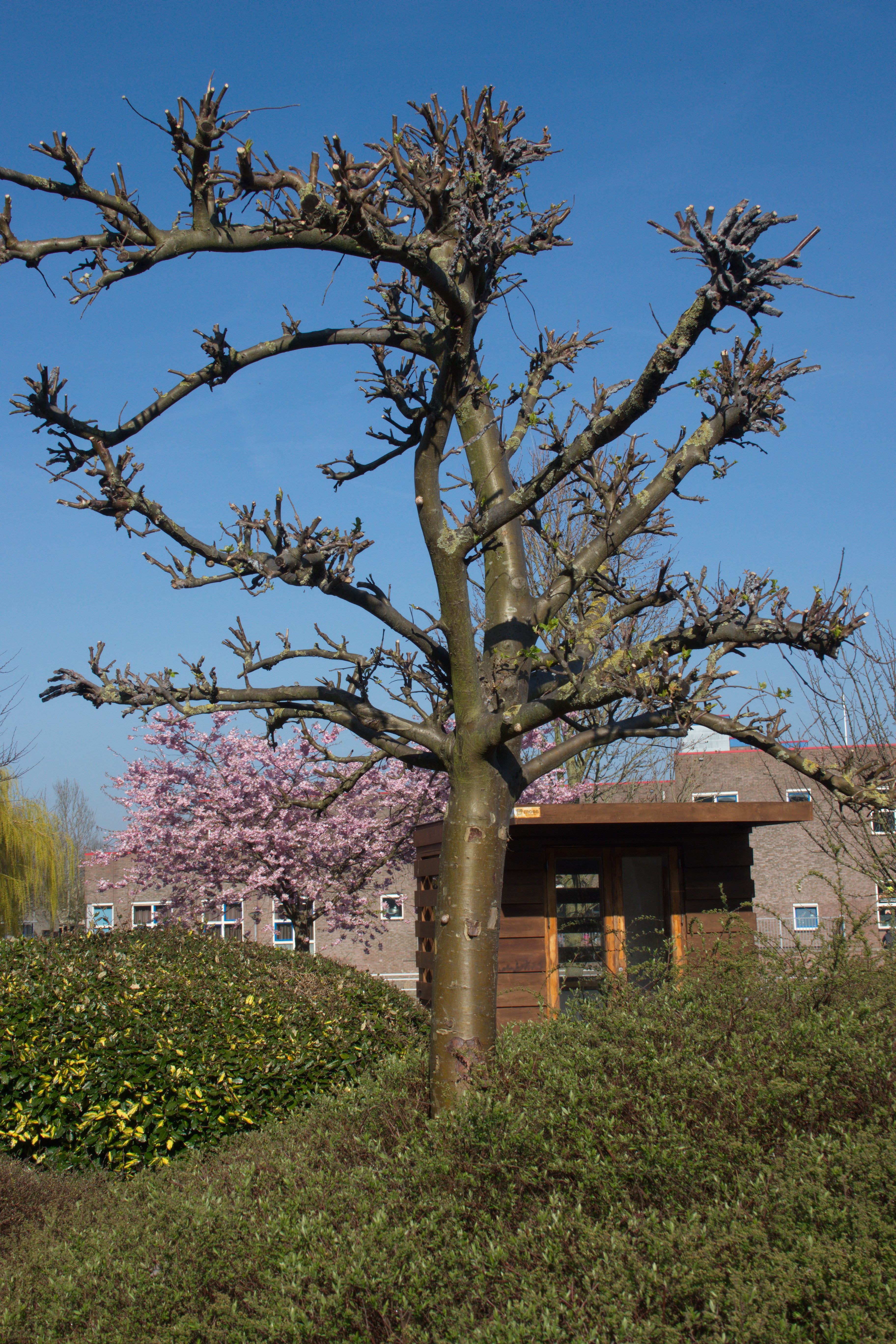 Café-restaurant De Ziel - tuin